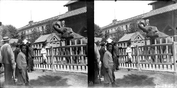 Algunes persones davant de la gàbia d'un elefant al zoo de Barcelona , al fons alguns edificis (AFCEC BORDAS D 3870)