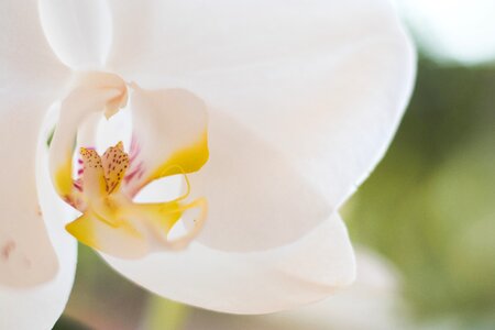 Bright leaf orchid photo