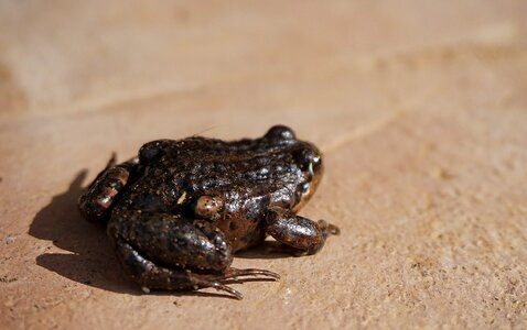 Amphibious animal nature