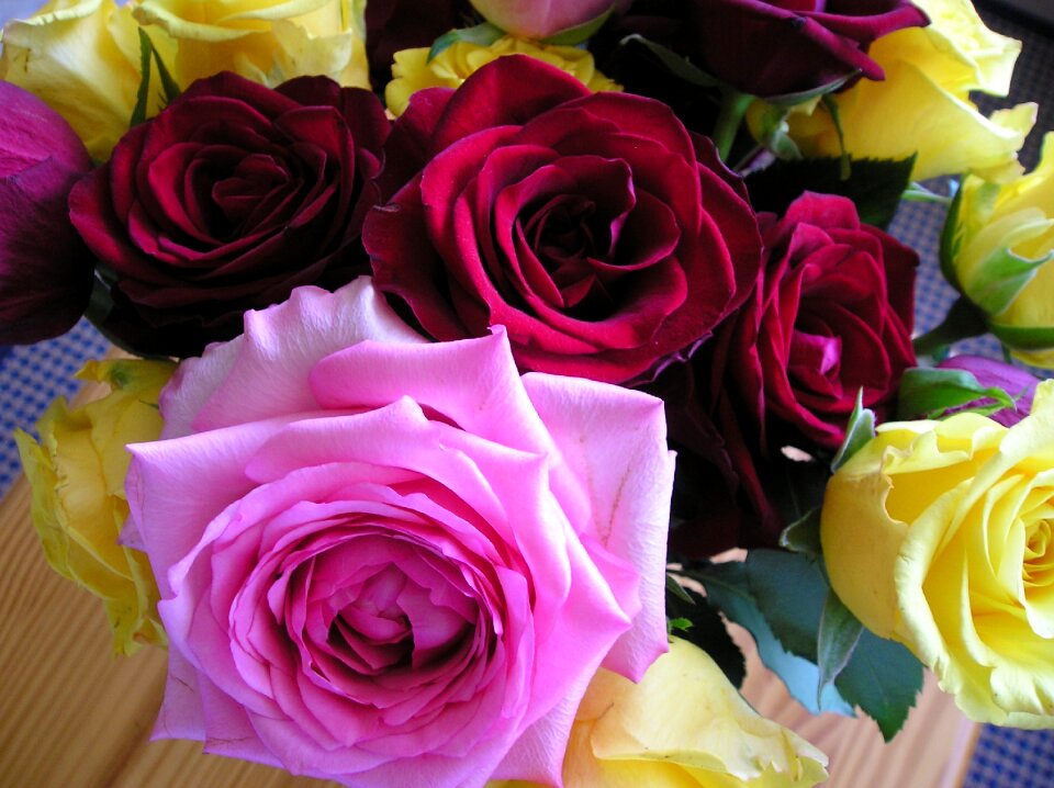 Pink rose nature flower