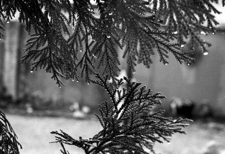 Nature conifer pine