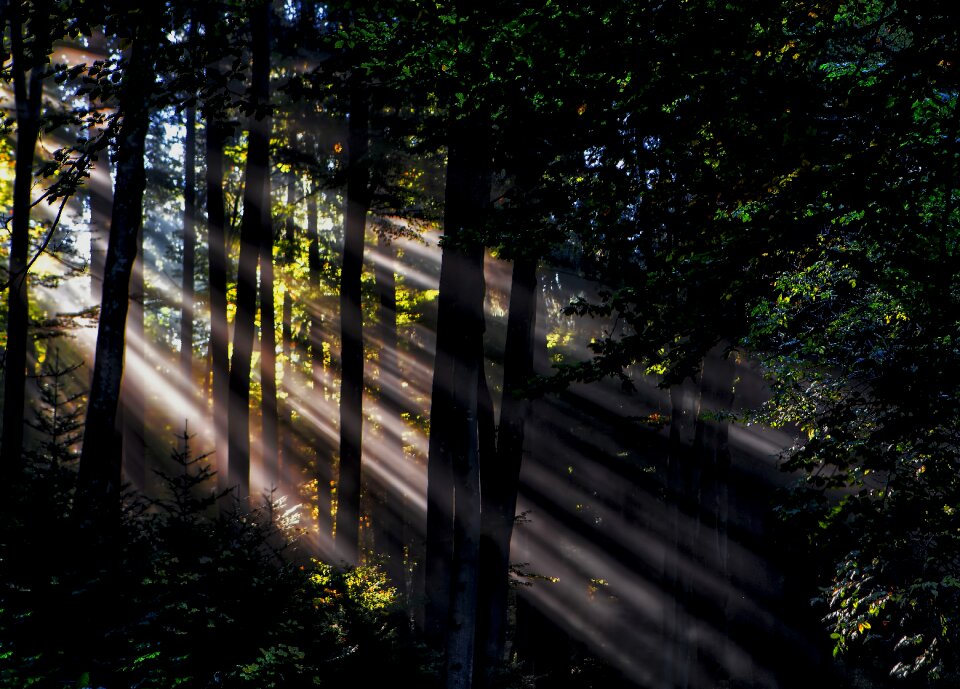 Plant nature sunshine