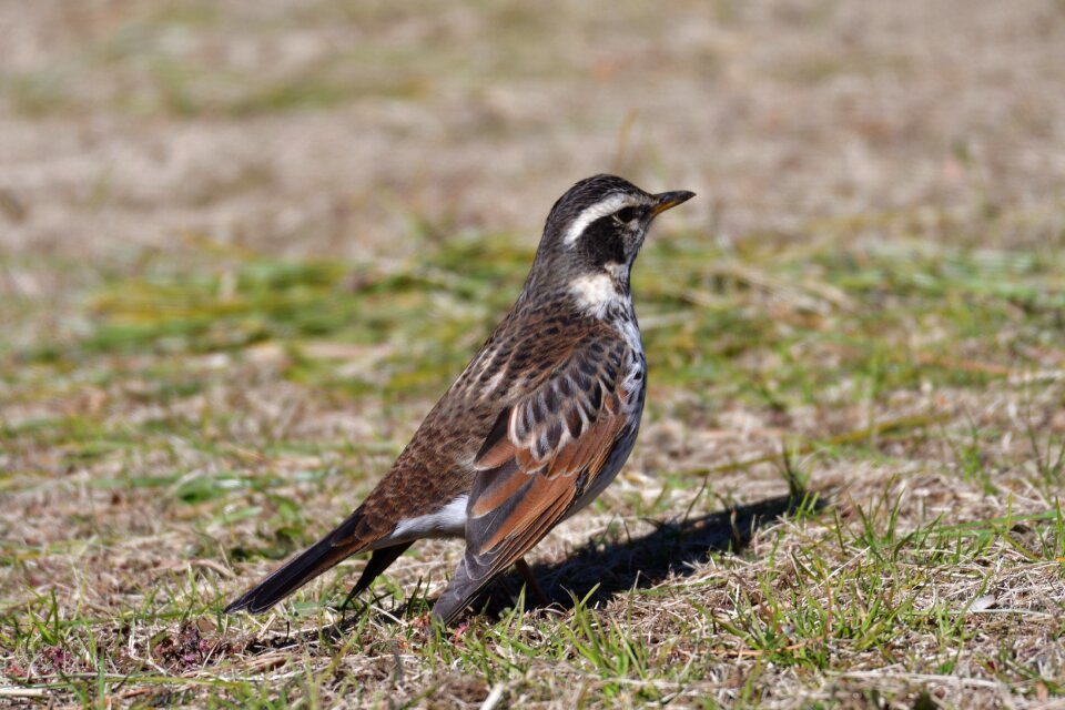 Animal outdoors thrush