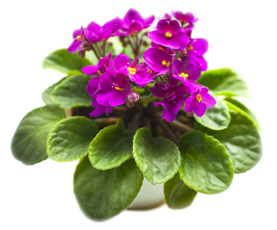 Flowers flora bloom