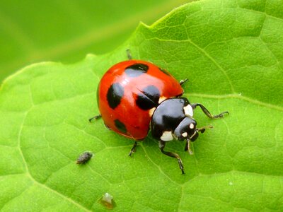 Creatures ladybird ladybug