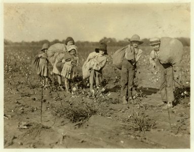 All these children five years, six years, seven years, nine years and two a little older, were picking cotton on H.M. Lane's farm Bells, Tex. Only one adult, an aunt was picking. Father was LOC cph.3b11413