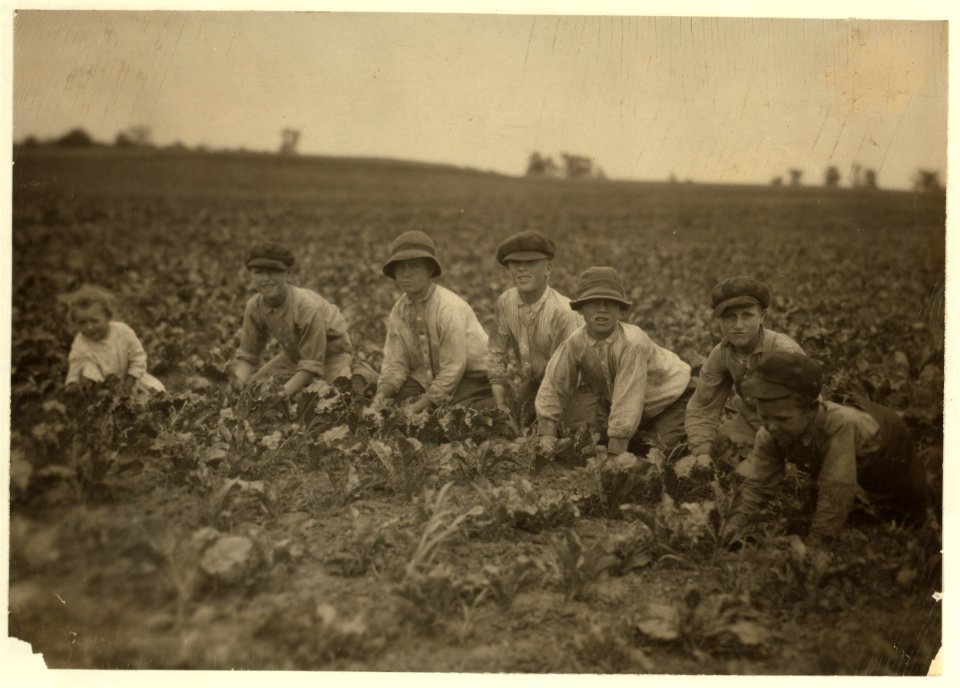 All these children were working in the sugar beets for Louis Startz, a farmer near Fond du Lac, Wisconsin. The children are brought out from the nearby town to work the beets. See Hine LOC nclc.00273