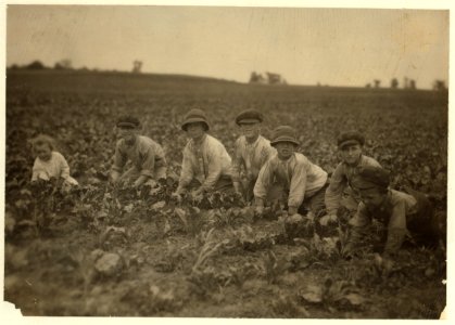All these children were working in the sugar beets for Louis Startz, a farmer near Fond du Lac, Wisconsin. The children are brought out from the nearby town to work the beets. See Hine LOC nclc.00273