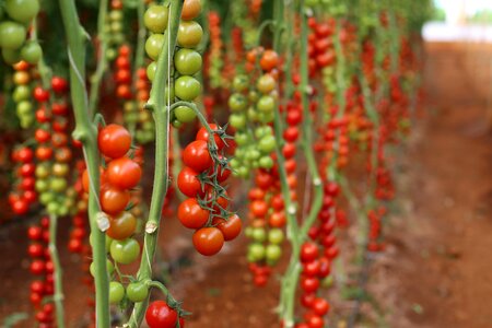 Tomato greenhouse cocktail