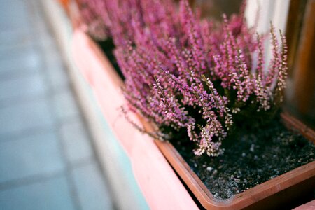 Outdoor flowerpot blur photo