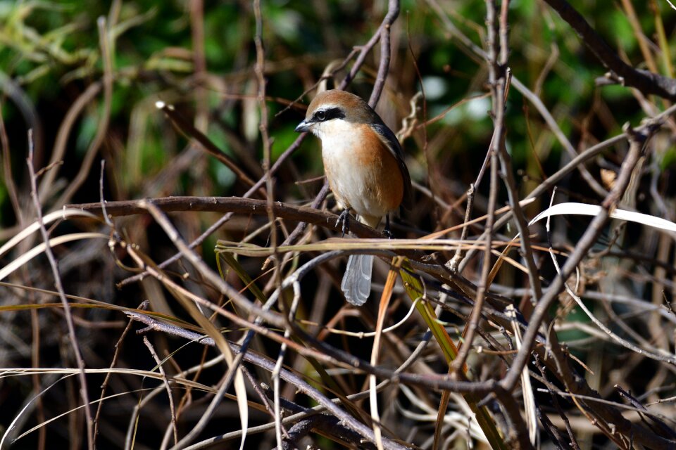 Animal outdoors shrike