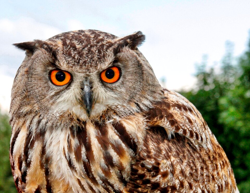 Animal prey nature