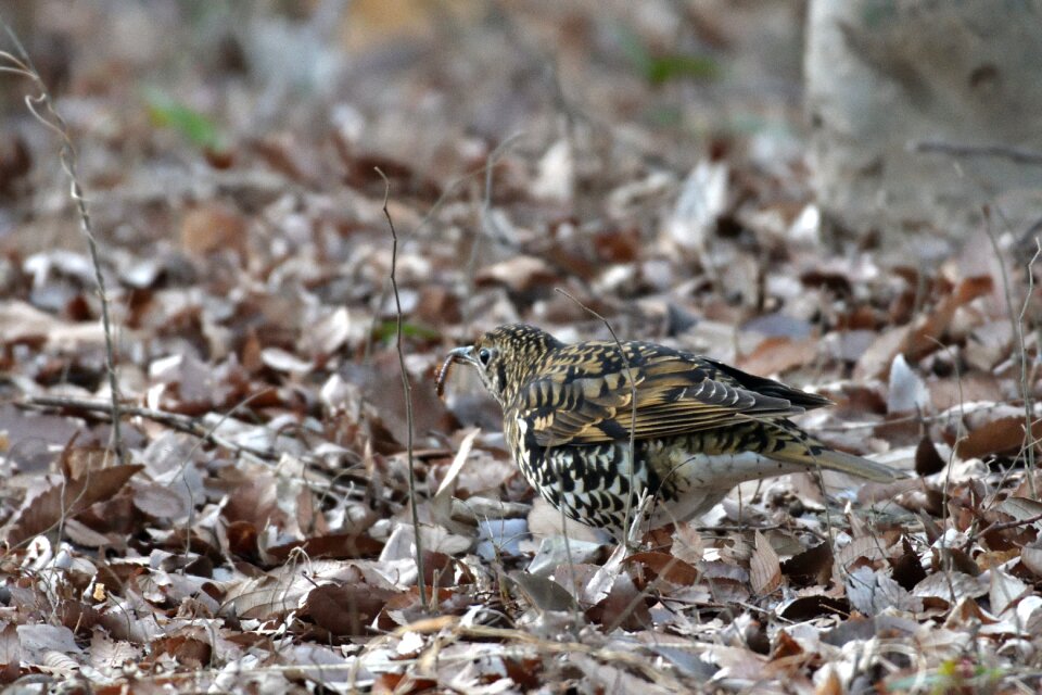 Wild animals animal private thrush