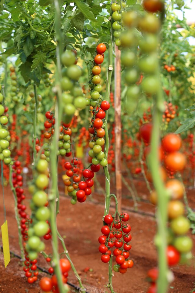 Tomato greenhouse cocktail