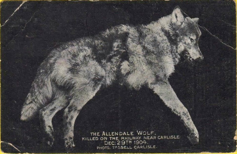 Allendale wolf (2)