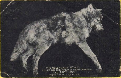 Allendale wolf (2)