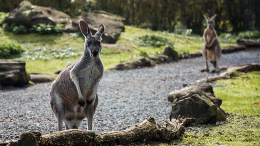 Zoo mammal australia