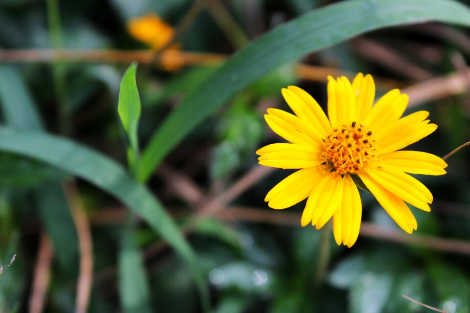 Garden spring red flower