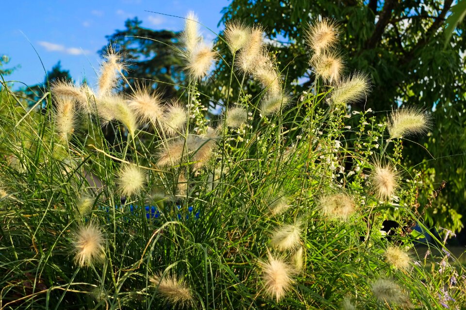 Garden summer grass