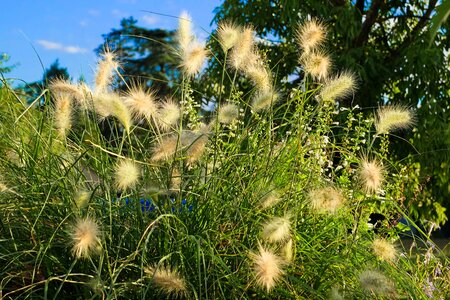 Garden summer grass