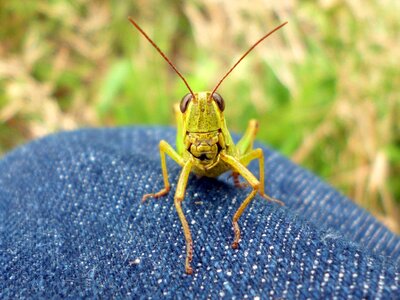 Insect grasshopper creatures