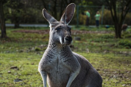 Zoo mammal australia