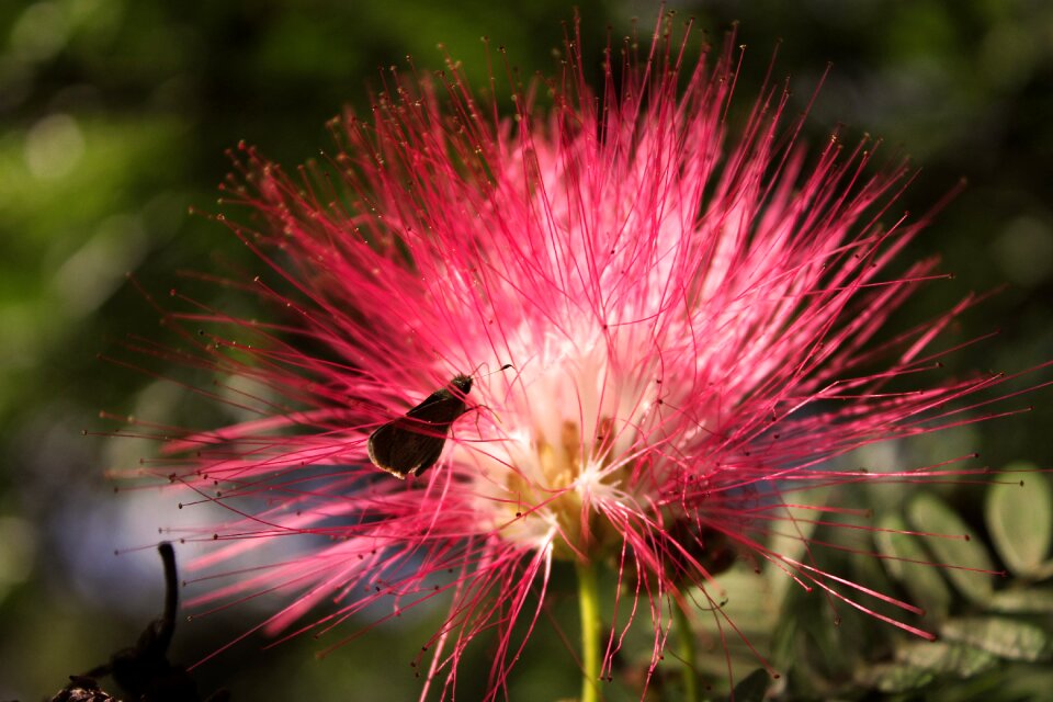 Flower butterfly rosa