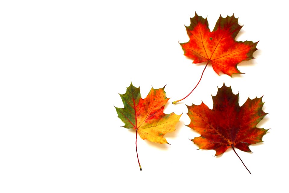 Leaf golden autumn nature