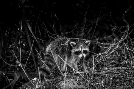 Raccoon wildlife black and white