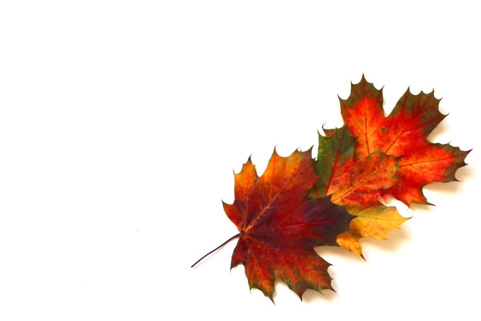 Leaf golden autumn nature