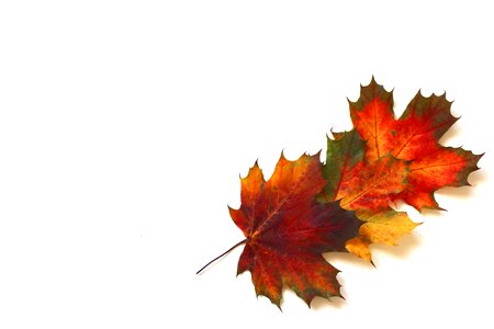 Leaf golden autumn nature