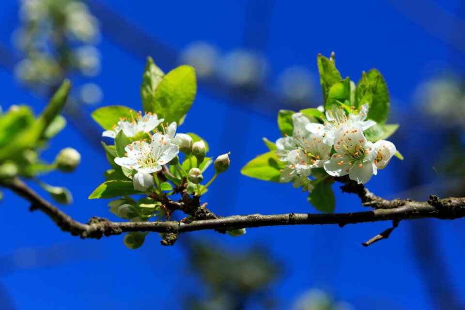 Spring nature plant photo