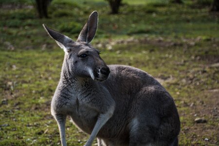 Zoo mammal australia
