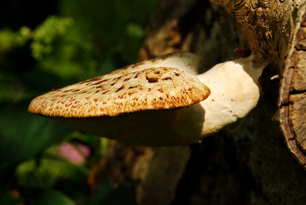 Fungus nature undergrowth