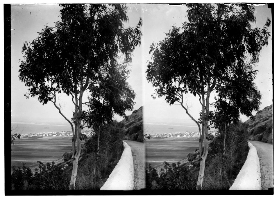 Along the sea coast. Haifa from Mt. Carmel LOC matpc.01206