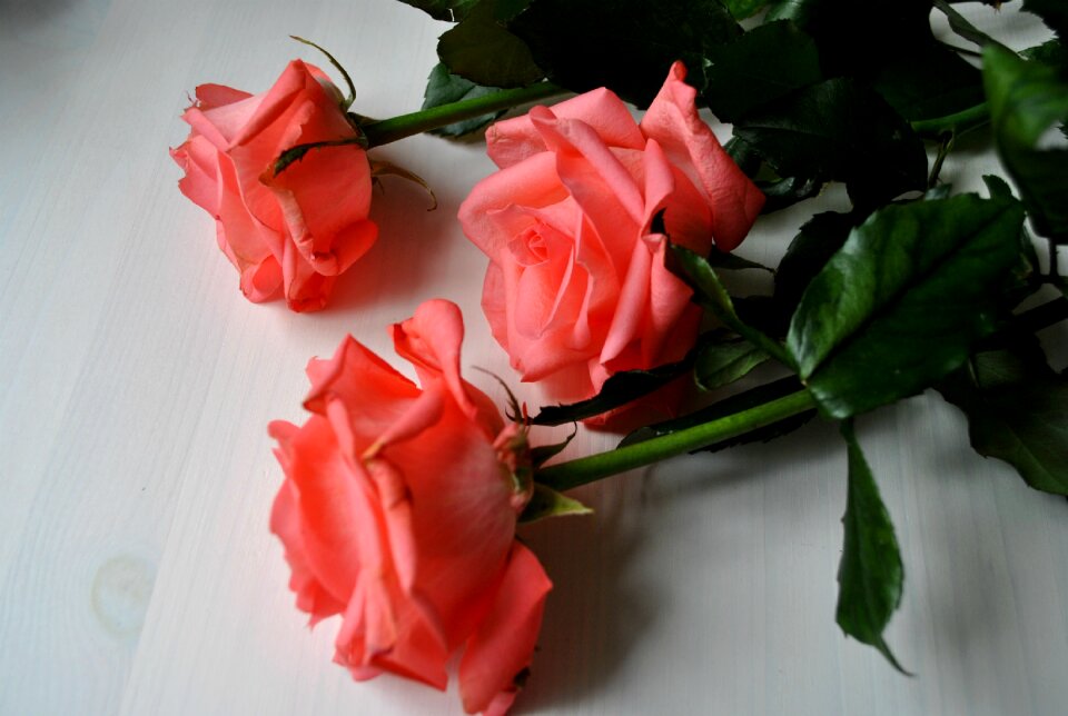 Roses flowers rose