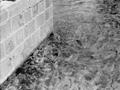 Along the coast to Tripoli. Tripoli. El-Bedoui. Pool of 'sacred fish' LOC matpc.15435
