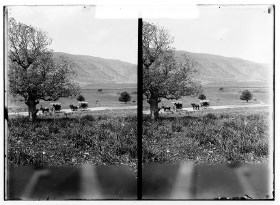 Along the sea coast. Plain of Esdraelon and the Carmel Range LOC matpc.01202