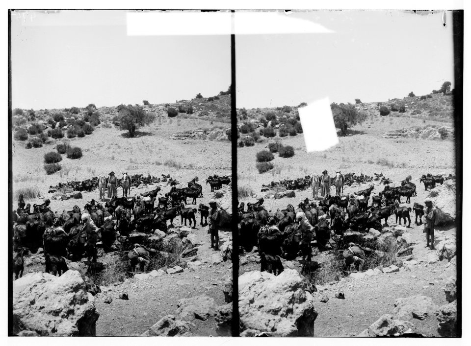 Along the sea coast. Shepherds and flocks at place of sacrifice LOC matpc.01204