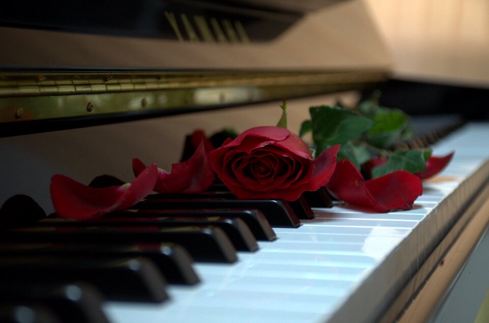 Rose music classical