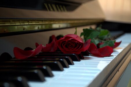 Rose music classical photo