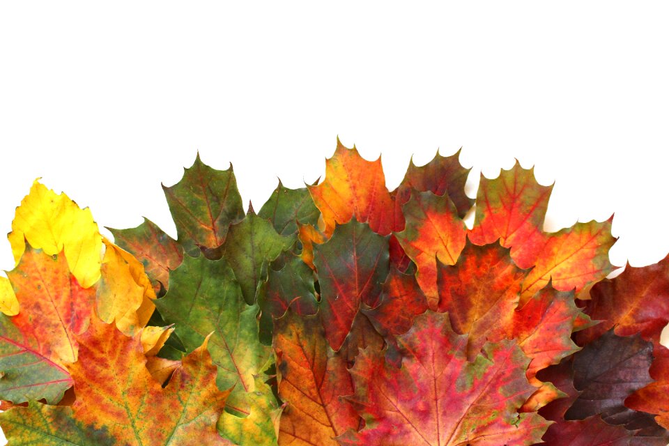 Leaf golden autumn nature