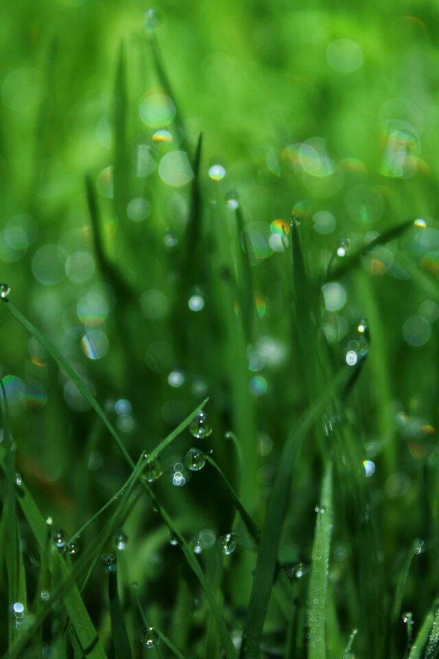 Shoots plant grass