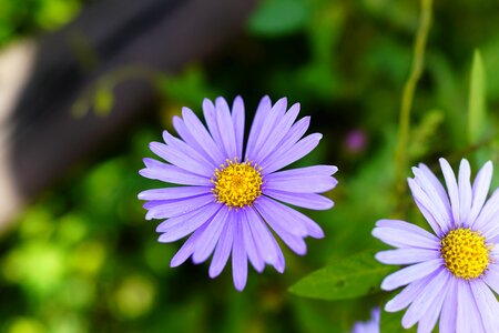 Wildflower nature affix