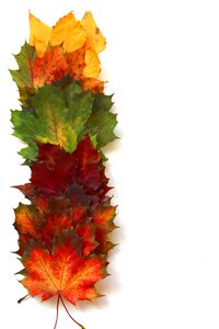 Leaf golden autumn nature