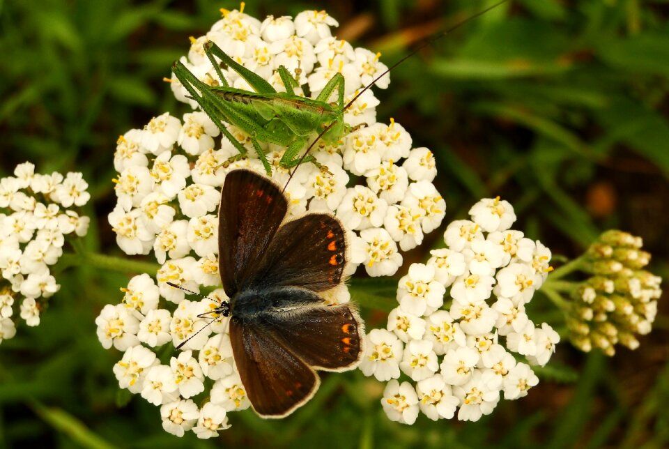 Garden summer butterfly day
