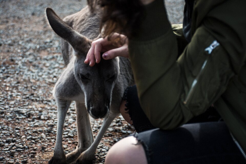 Mammal australia one