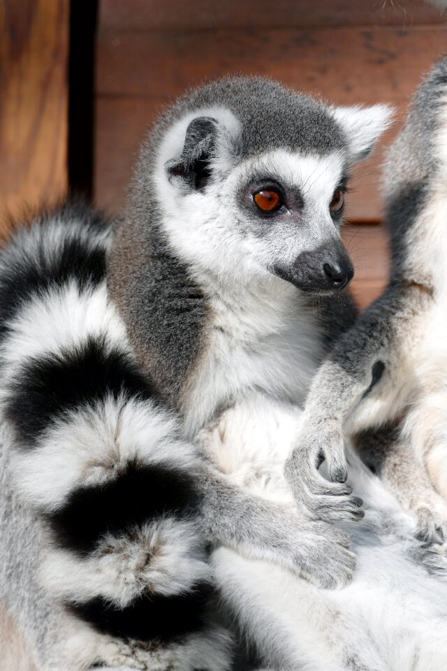 Animal cute primate