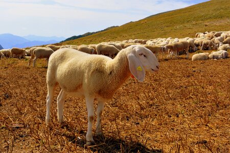 Prato animal grass