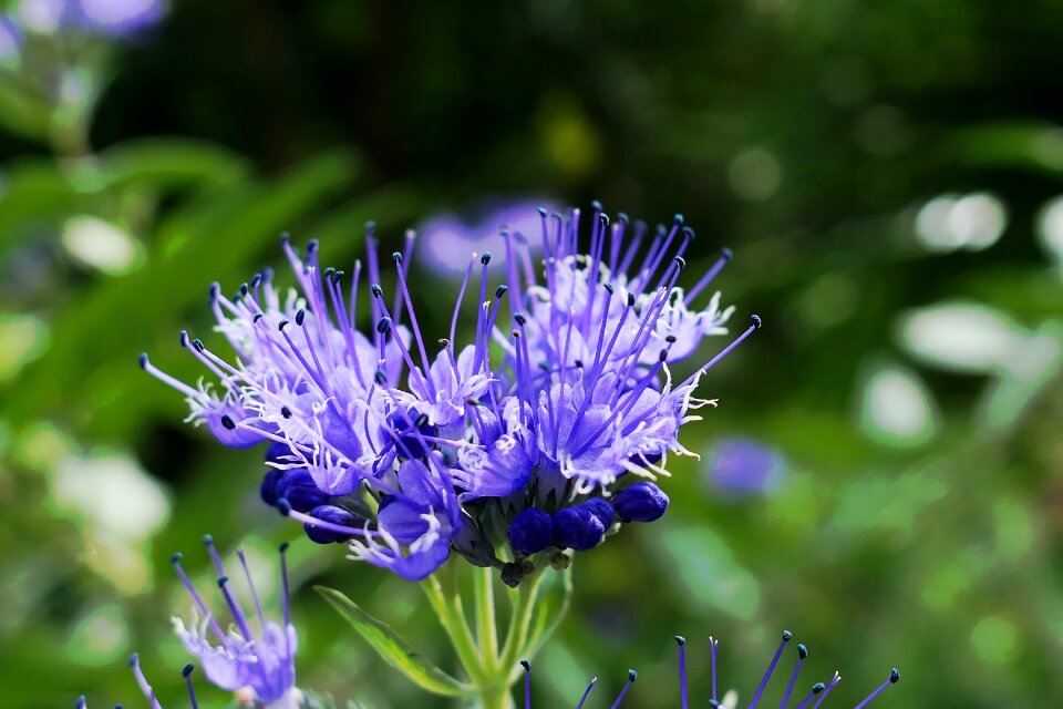 Blue flowers nature light